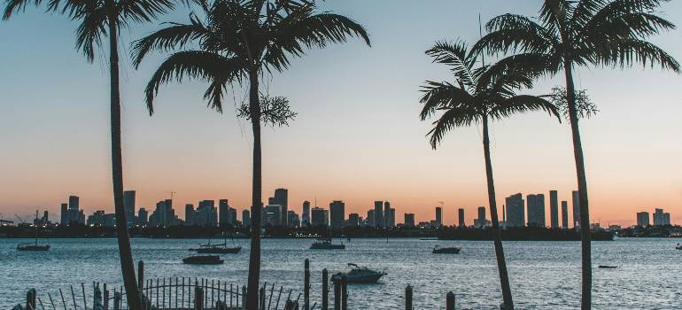 Miami skyline framed by palm trees